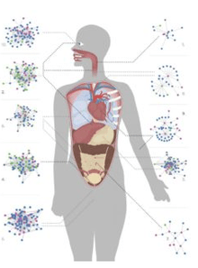 Worms and other parasites in the human body